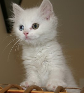 turkish_van_cat.jpg