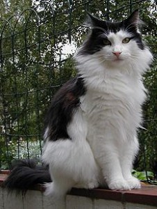 220px-norwegian_forest_cat.jpg